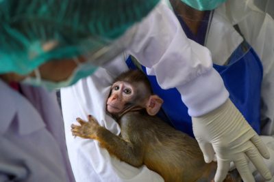 The National Primate Research Center of Thailand, where a COVID-19 vaccine was tested on monkeys.