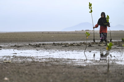 A villager in Peukan Bada, Indonesia plants mangrove trees.