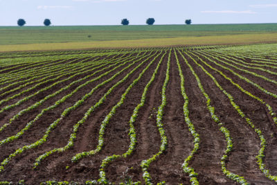 A soybean field in Mato Grosso state near the Pantanal.