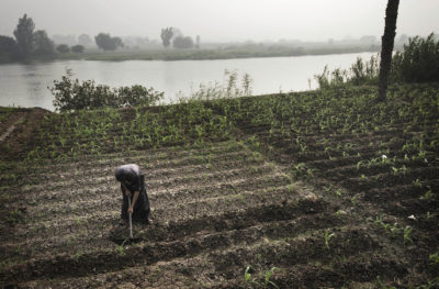 An Egyptian farmer tends fields on the banks of a branch of the Nile in the river's delta.