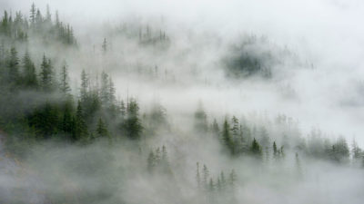 Fog rises from forest near Ford's Terror, a narrow fjord in the Tongass.