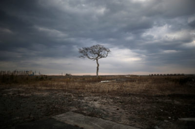 A lone tree stands on a tsunami-scarred landscape near the devastated Fukushima Daiichi Nuclear Power Plant.