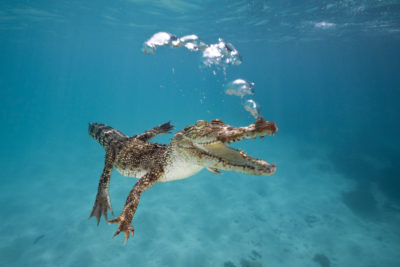 Saltwater crocodiles, like this one in Queensland, Australia, occupy only a small part of their former range.