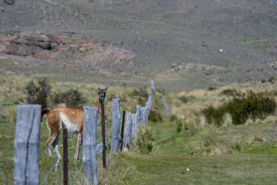 A guanaco at a fence in southern Chile.