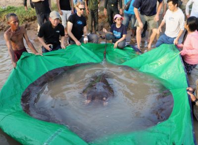 A 661-pound stingray caught in the Mekong River last June was the largest freshwater fish ever recorded. 