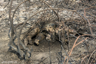 The charred remains of a giant anteater in Bolivia.
