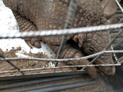 A giant armadillo rescued from fires in Santa Cruz, Bolivia.