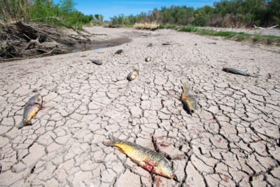 Severe drought this spring combined with water overuse resulted in the drying of the Gila River in eastern Arizona and the death of the fish population.