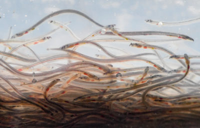 Young glass eels at a fishery in Storkow, Germany.