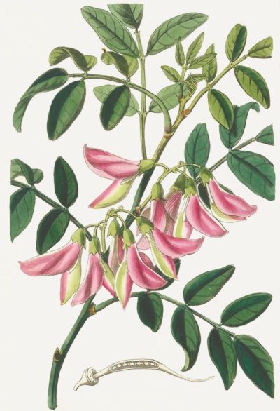 The Phillip Island glory pea, which once grew in Australia, is a leading candidate for de-extinction.