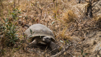 A gopher tortoise on the Eglin Air Force Base in Florida, which contains the world's largest contiguous acreage of old-growth longleaf pine.
