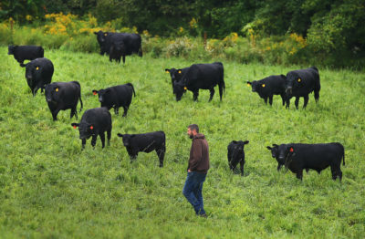 Farmer Ryan MacKay oversees grass-fed cows on a pasture in Hudson, Massachusetts.
