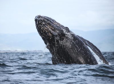 A gray whale.