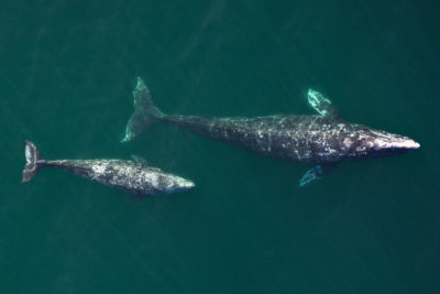 Gray whales.