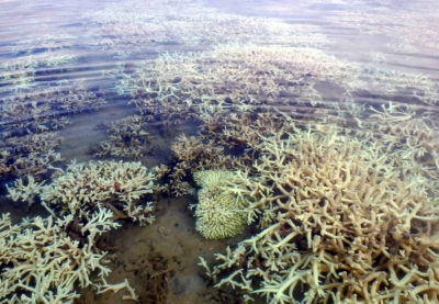 Extensive coral bleaching in the Kimberley region of Western Australia in April 2016.