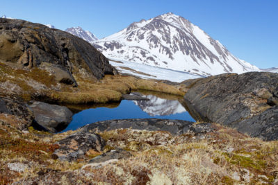 During a past warm period, much of Greenland was likely covered in vegetation, as this rocky outcropping is today.