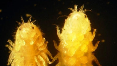 Gribbles, small, translucent marine crustacean, can digest wood without bacteria. 