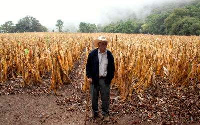 A farmer stands in front of a desiccated corn field in San Jose del Golfo, Guatemala. Central America has been afflicted by severe drought since 2014.