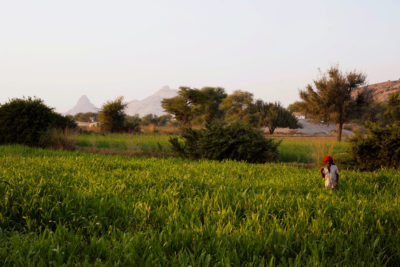 Farmers are greening the arid state of Gujarat, India, by pumping underground water to irrigate crops. 