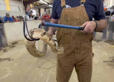 A snake handler at the 2022 Rattlesnake Roundup in Okeene, Oklahoma.