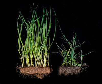 A wheat plant with genes introduced from Aegopolis tauschii (left) shows resistance to Hessian fly damage, compared to a non-modified wheat whose growth was stunted by the flies.