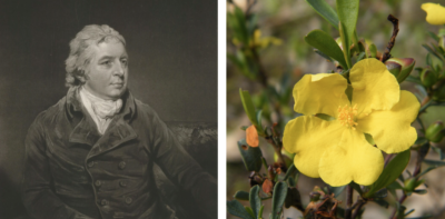The plant genus Hibbertia is named for British slave owner George Hibbert, who was a leading opponent of abolition.