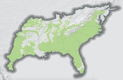 Grassland habitat historically extended across as many as 120 million acres of the U.S. Southeast.