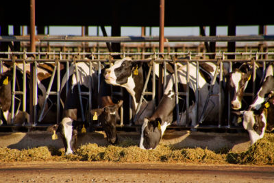 Cows at a dairy farm in Merced, California. Gassy belches of ruminant livestock are a significant source of methane.