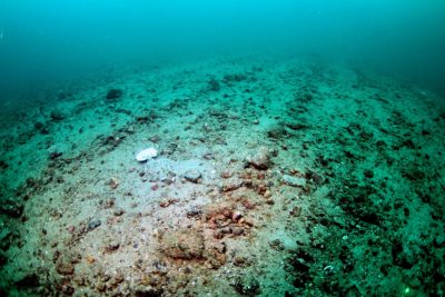Seabed damage caused by dredging off the coast of Scotland. 