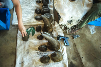 Rhino horns being weighed and stored at John Hume's ranch in February 2016. Hume is the leading contributor of horn to the Rhino Coin system.