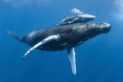 A humpback whale with her calf.