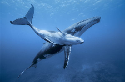 A young humpback whale with its mother near the island of Rurutu in French Polynesia.