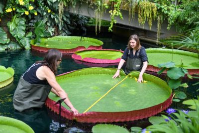 Victoria boliviana, the world's largest waterlily.