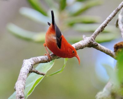 The i'iwi is also known as the Scarlet Hawaiian Honeycreeper. Its feathers are a symbol of power and prestige in native Hawaiian culture.