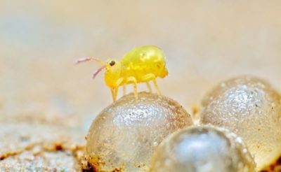 A springtail crawls over snail eggs.