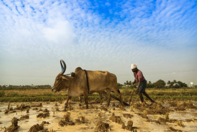 Farmer plowing in the south Indian state of Tamil Nadu. 