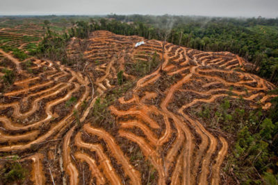 An area cleared for an oil palm plantation in Kalimantan, Indonesia in 2014.