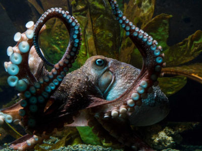 Inky the octopus before he escaped the National Aquarium in New Zealand.