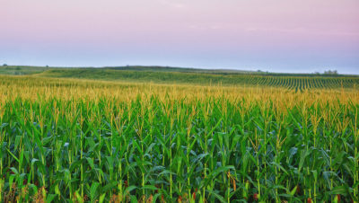 A corn field in Iowa.