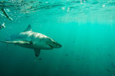 Some experts believe South Africa's great white sharks are in trouble because longline fishing boats are decimating smaller sharks, a favorite prey species.