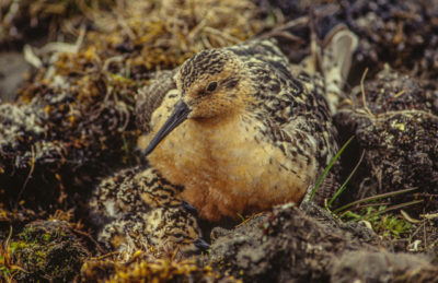 A male Afro-Siberian red knot sits on a nest with chicks in the Arctic.