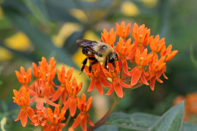 A bumblebee on the flower Asclepias tuberosa, also known as butterflyweed, which is native to Illinois.
