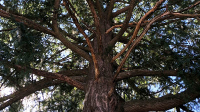 A rare mature torreya tree in Madison, Florida.