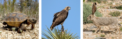 Desert tortoises, red-tailed hawks, and black-tailed rabbits all depend on Joshua trees.