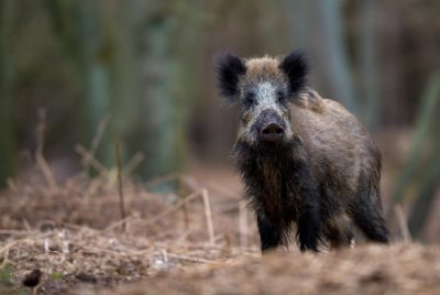 A wild boar in Germany.