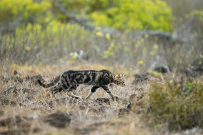 A feral cat in the Galapagos Islands.