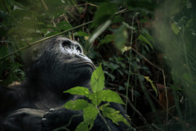 Kahuzi-Biega National Park is home to one of the world's last populations of eastern lowland gorillas..

