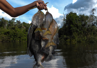 Fish caught in the Baú river. A federal investigation found that fish from the Baú contained high levels of mercury, a substance used in mining.