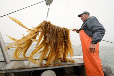Marine biologist Charles Yarish hauls kelp aboard a boat in Long Island Sound.