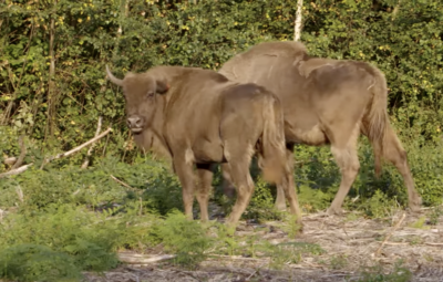  Wild European bison being released near Canterbury, England.
